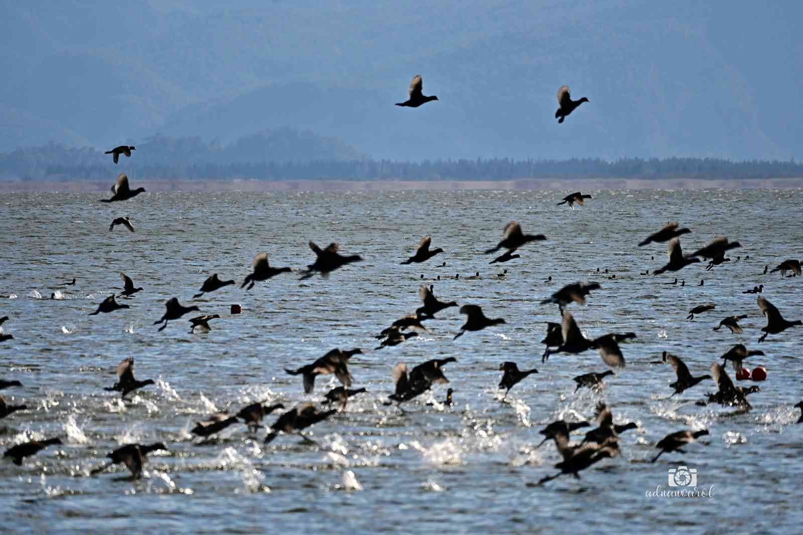 Köyceğiz Gölü’ne akın eden sakarmeke kuşları renkli görüntüler oluşturdu