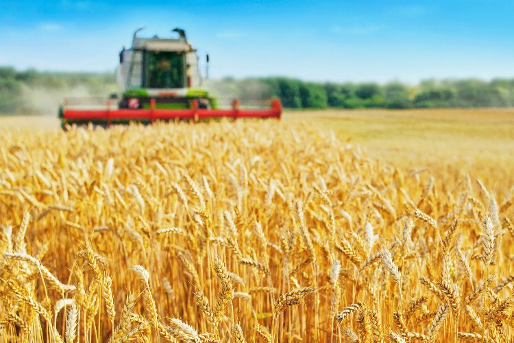 Türkiye, hasat döneminde buğday