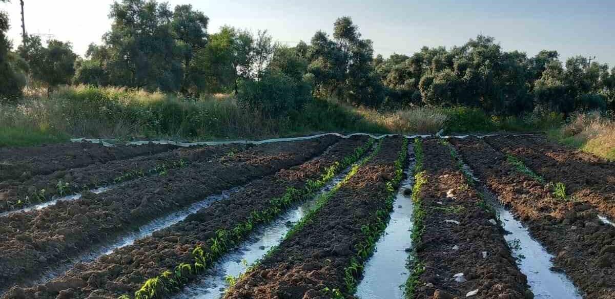 YK Enerji, bin dönümlük tarım arazisinin sulama sorununu çözdü