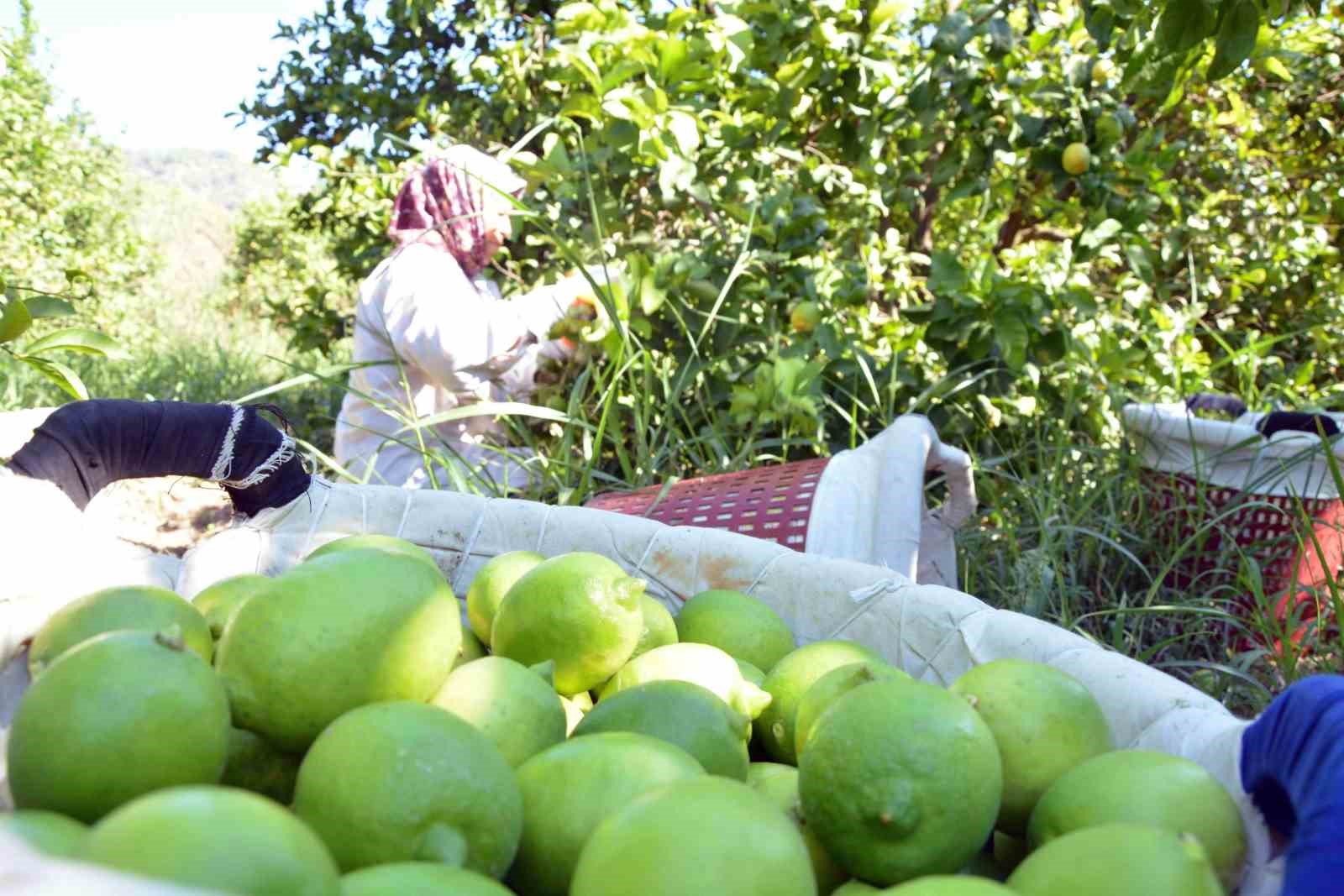 Muğla’da limon üretiminde yüzde 222 artış bekleniyor