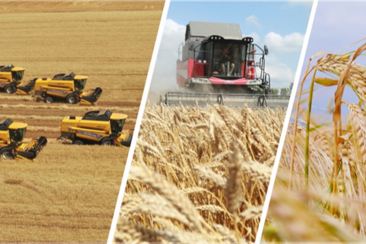 Bakan Yumaklı açıkladı… TİGEM işletmelerinden hasat rekoru!