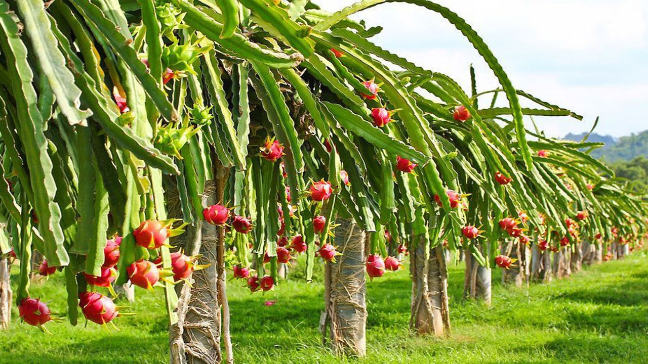 Kuraklık sürerken tropik meyve üretimi artıyor: Bize para değil su lazım