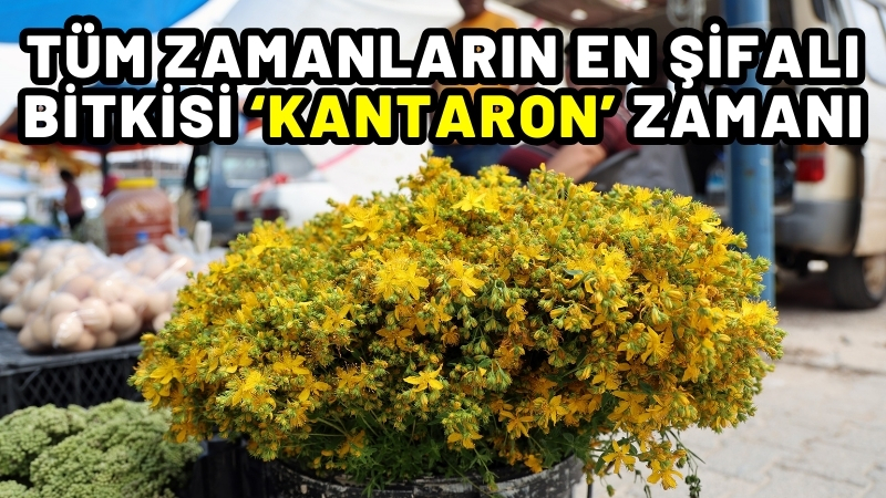 Tüm zamanların en şifalı bitkisi ‘Kantaron’ zamanı