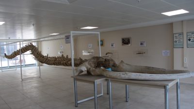 8 yıl önce kıyıya vuran 12 metrelik yavru balinanın iskeleti hayranlık uyandırıyor