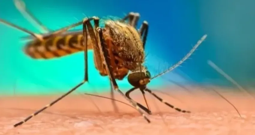 &nbsp;Batı Nil vakalarının çoğu hafif seyrediyor ve grip benzeri semptomlara