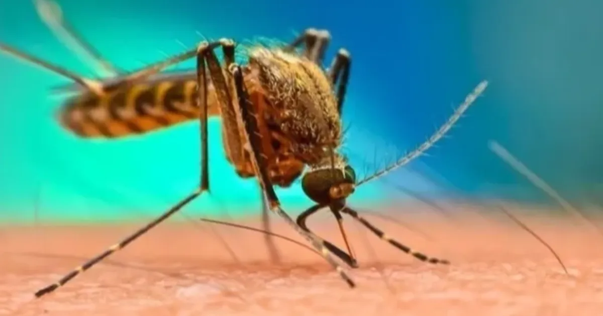 &nbsp;Batı Nil vakalarının çoğu hafif seyrediyor ve grip benzeri semptomlara