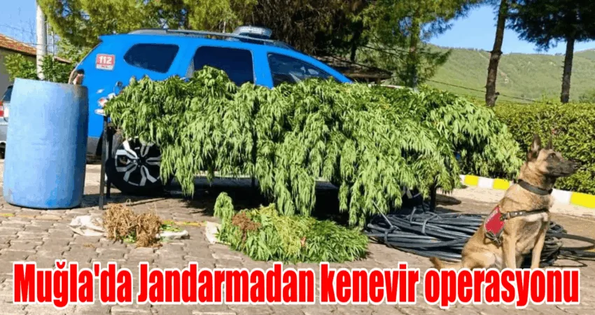 Muğla İl Jandarma Komutanlığınca yapılan istihbari çalışmalar sonucu, Menteşe İlçesi