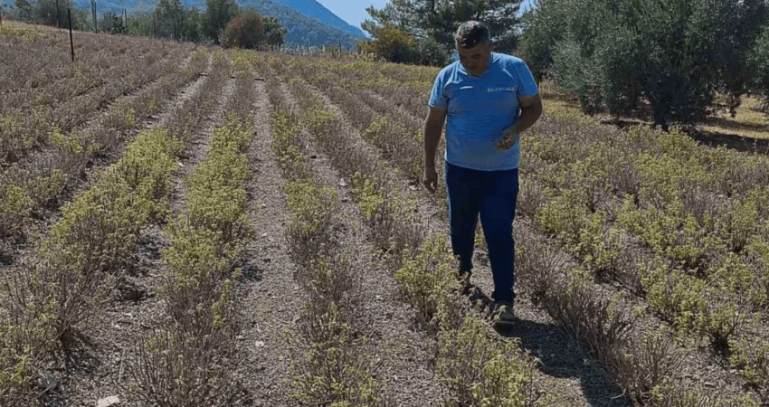 Zerdaçal üretimi Ortaca’da gelişiyor Ortaca İlçe Tarım ve Orman Müdürlüğü, zerdeçal yumrularının fenolojik durumunu