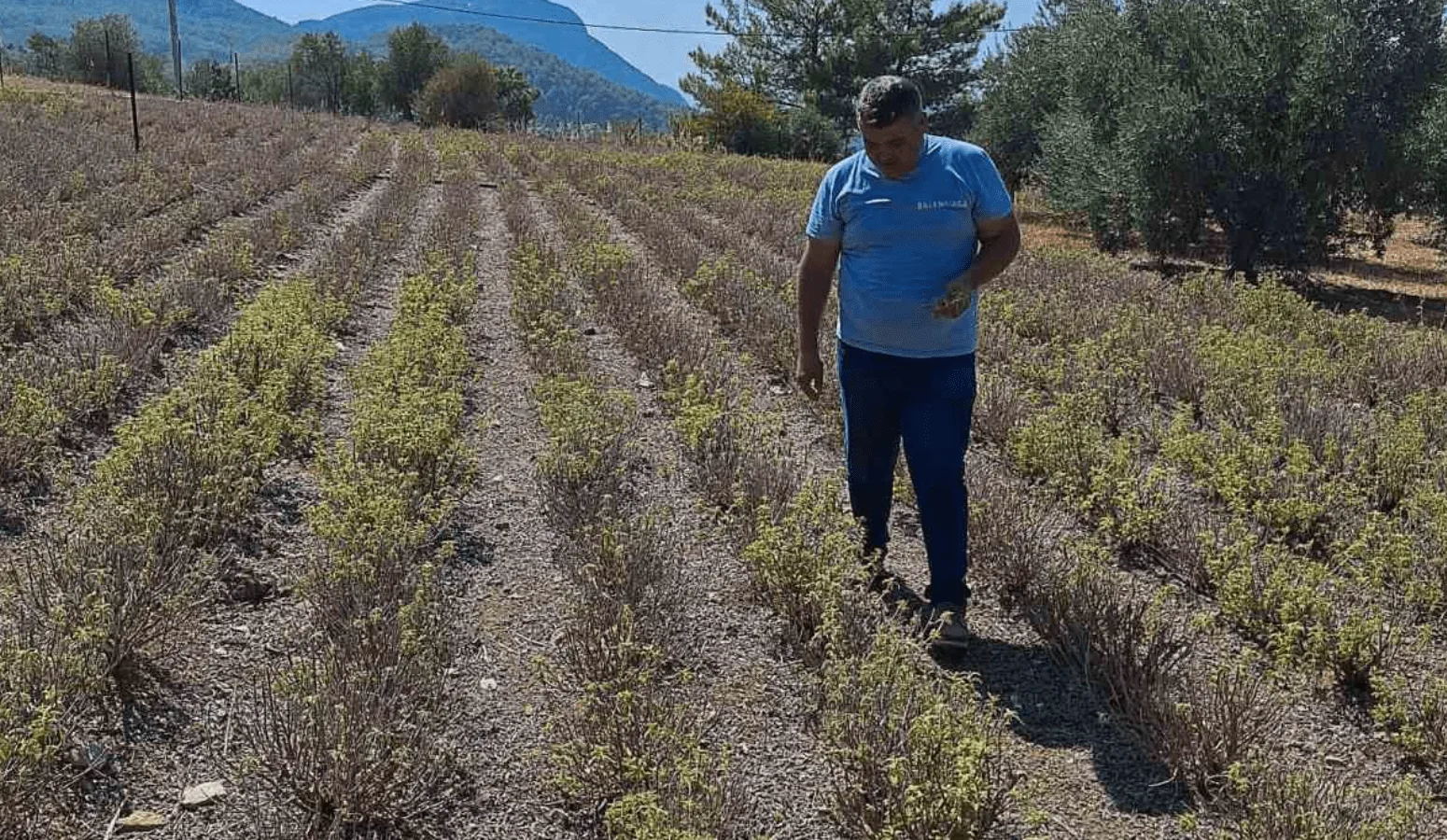 Ortaca İlçe Tarım ve Orman Müdürlüğü, zerdeçal yumrularının fenolojik durumunu