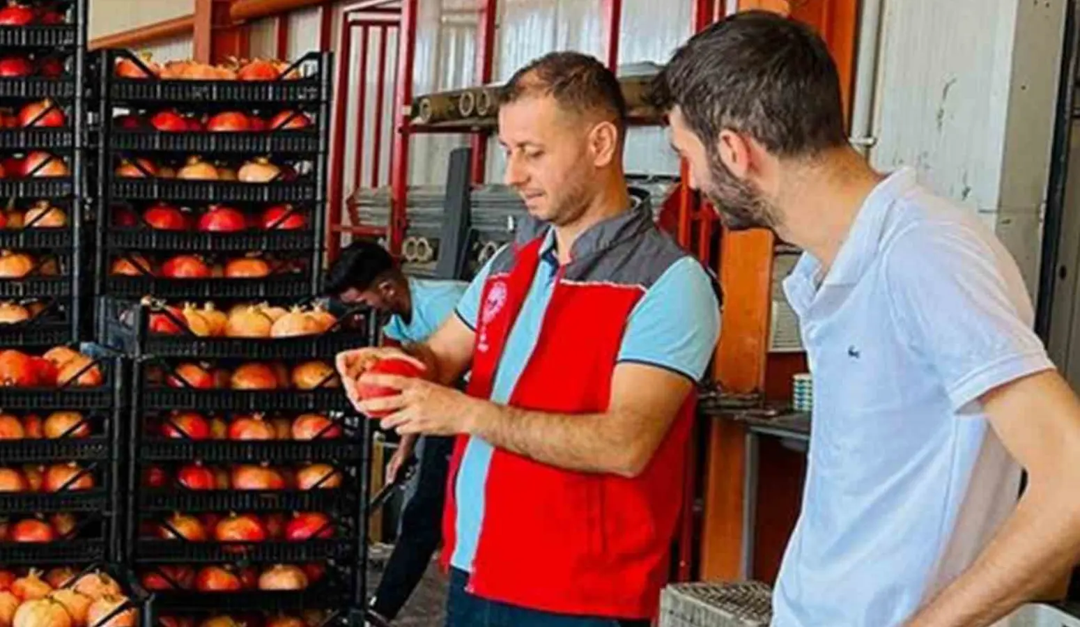 Türkiye’nin önemli nar merkezi Ortaca’da hasat sezonunu coşkuyla karşılanırken, Moldova’ya