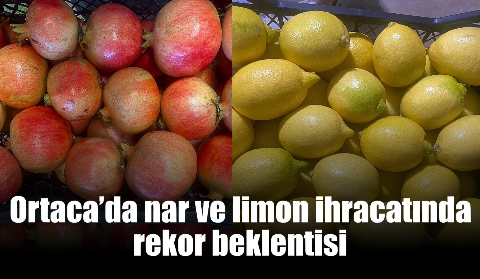 Muğla’nın Ortaca ilçesinde bu yıl nar ve limon rekoltesinde gözlemlenen