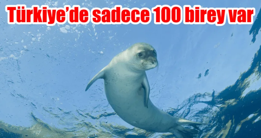 Dünyada 600-700 Türkiye’de ise yaklaşık 100 birey bulunduğu tahmin edilen