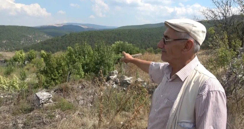 Nesli tehlike altında olan ’Ehrami’ karaçam ağaçlarının dünyada sadece Kütahya’da