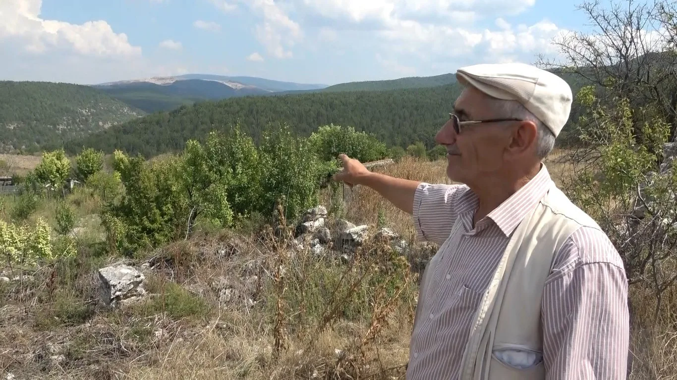 Nesli tehlike altında olan ’Ehrami’ karaçam ağaçlarının dünyada sadece Kütahya’da