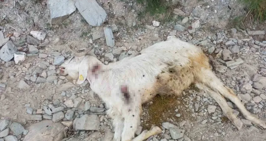 Denizli’de keçi sürüsüne kimliği belirsiz kişi veya kişiler tarafından kurşun