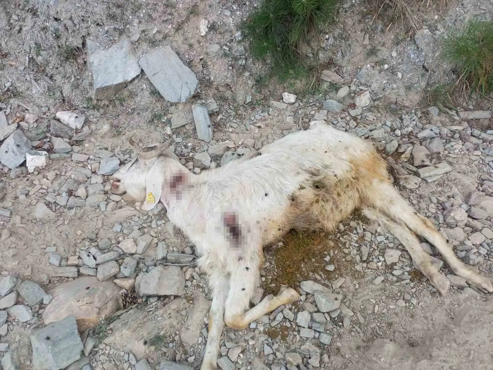 Denizli’de keçi sürüsüne kimliği belirsiz kişi veya kişiler tarafından kurşun