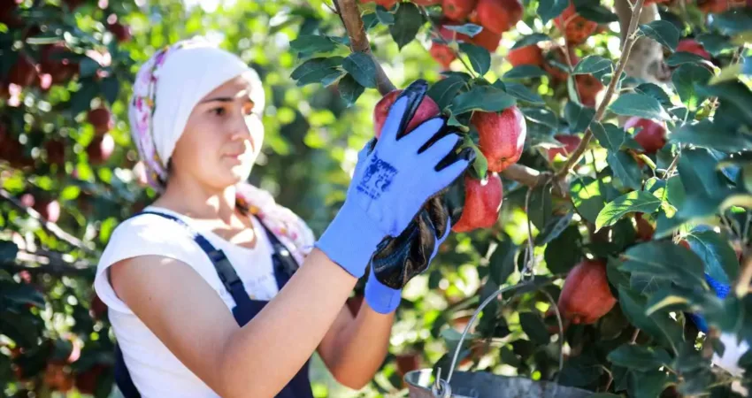 Türkiye’nin yıllık yaklaşık 5 milyon tonluk üretimle dünya üçüncüsü olduğu