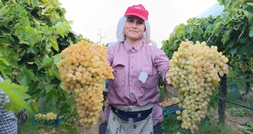 İki salkım üzüm bir kasayı dolduruyor Manisa’nın Sarıgöl ilçesinde 2024 ürünü Sultani Çekirdeksiz üzüm hasadı tüm