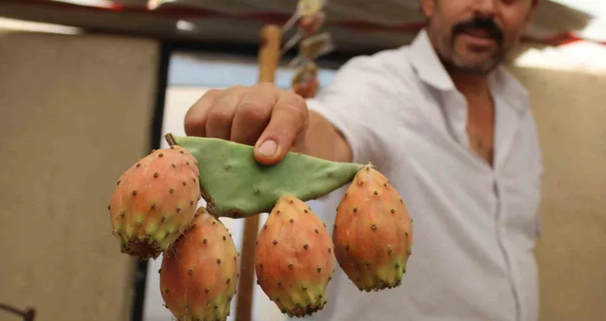 Kaktüs inciri, pazar tezgahlarının ilgi odağı oldu Verimli toprakları ile birçok ürüne ev sahipliği yapan Aydın’ın dağlarında