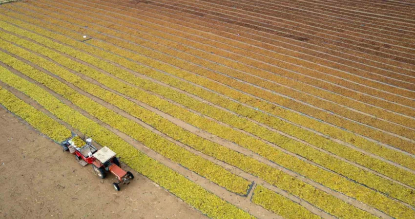 Manisa il genelinde etkili olan gök gürültülü sağanak yağış henüz