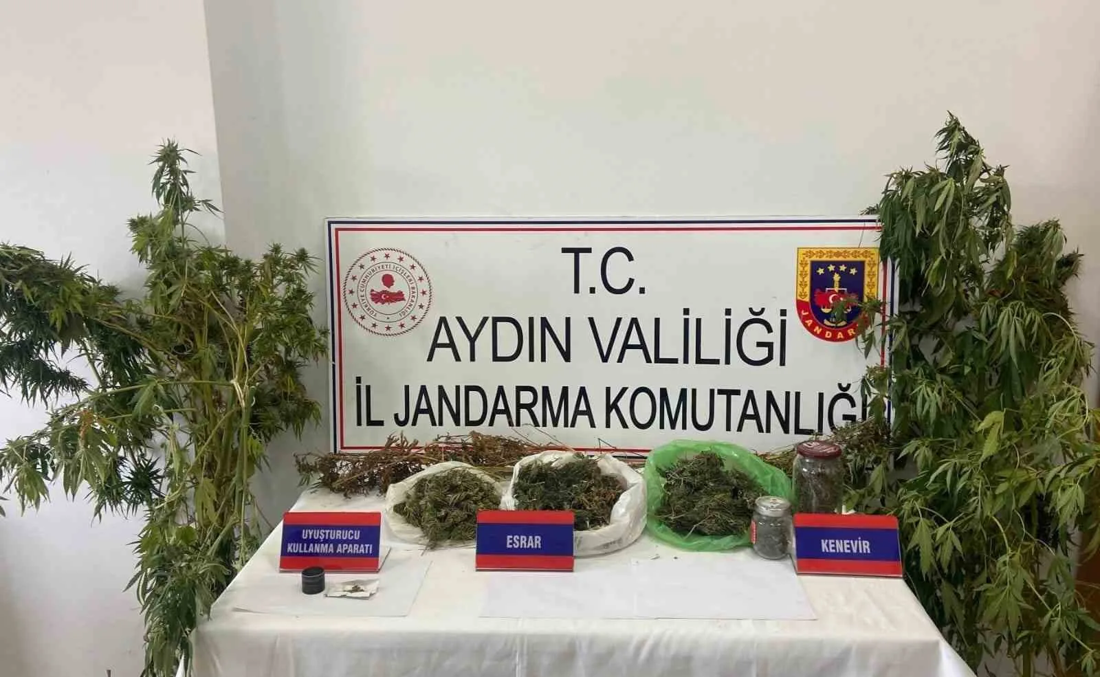 Aydın’ın İncirliova ilçesinde mısır tarlasına uyuşturucu eken şüpheli jandarma ekiplerince
