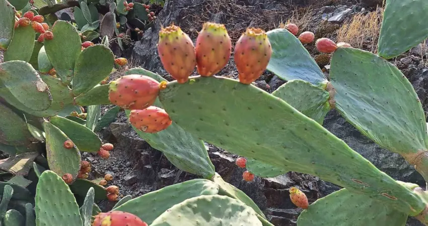 Ortaca’da dikenli incir çalışmaları başladı Ortaca İlçe Tarım ve Orman Müdürlüğü Bitkisel Üretim ve Bitki