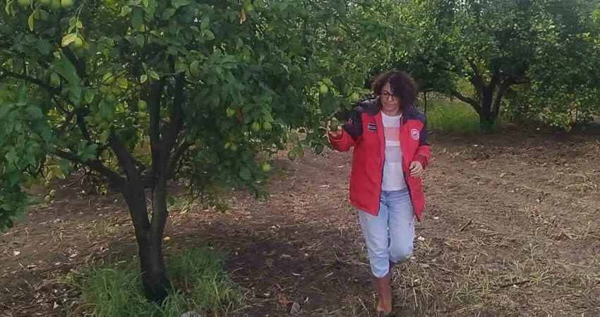 Ortaca’da narenciye ve pamuk bahçelerinde hasat öncesi kontroller tamamlandı Ortaca İlçe Tarım ve Orman Müdürlüğü ekipleri, zararlılara karşı sıkı