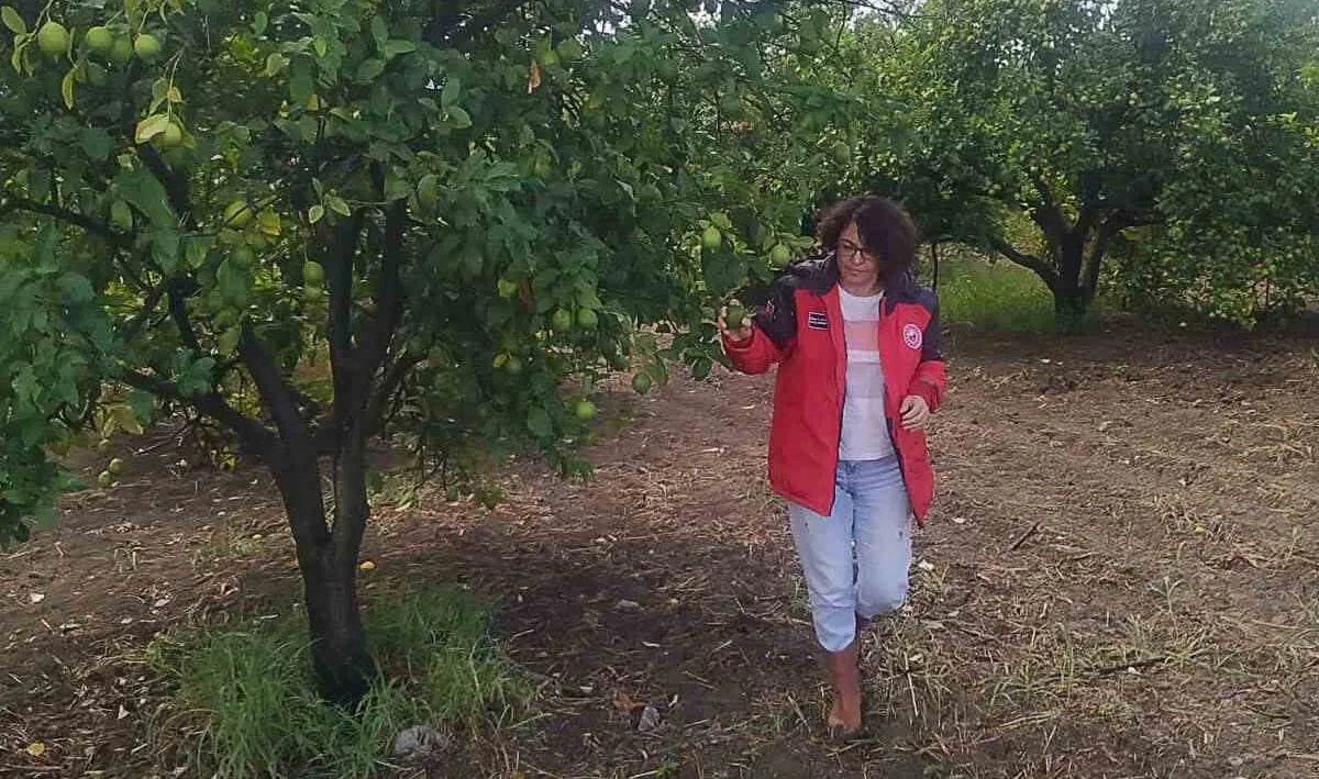 Ortaca İlçe Tarım ve Orman Müdürlüğü ekipleri, zararlılara karşı sıkı