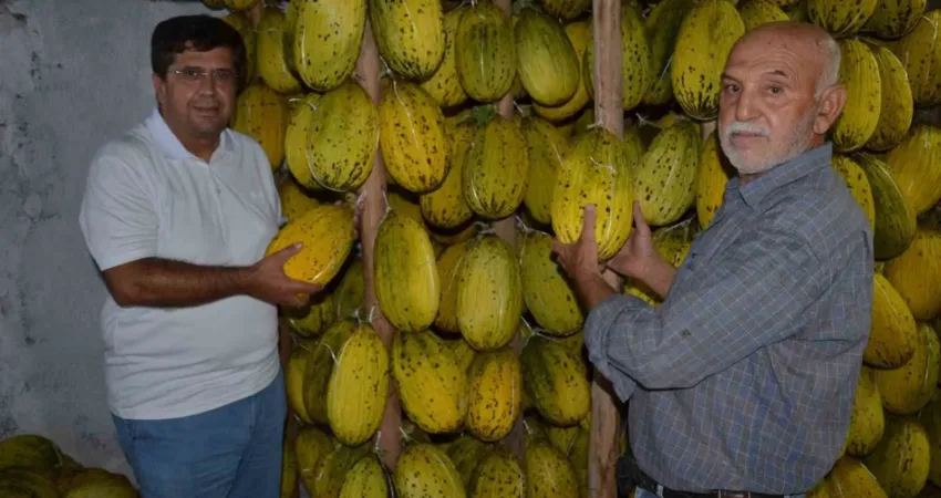 Tescilli Kırkağaç kavunları kış sofraları için askıya alınıyor Manisa’da yetişen deseni, kokusu, tadı ve dayanıklılığı ile ünlü coğrafi