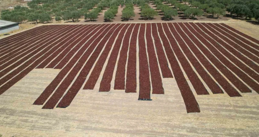 Üzüm sergide, Avrupa Coğrafi İşareti yolda Manisa Ticaret Borsası tarafından yapılan Avrupa Birliği coğrafi işaret başvurusuyla,