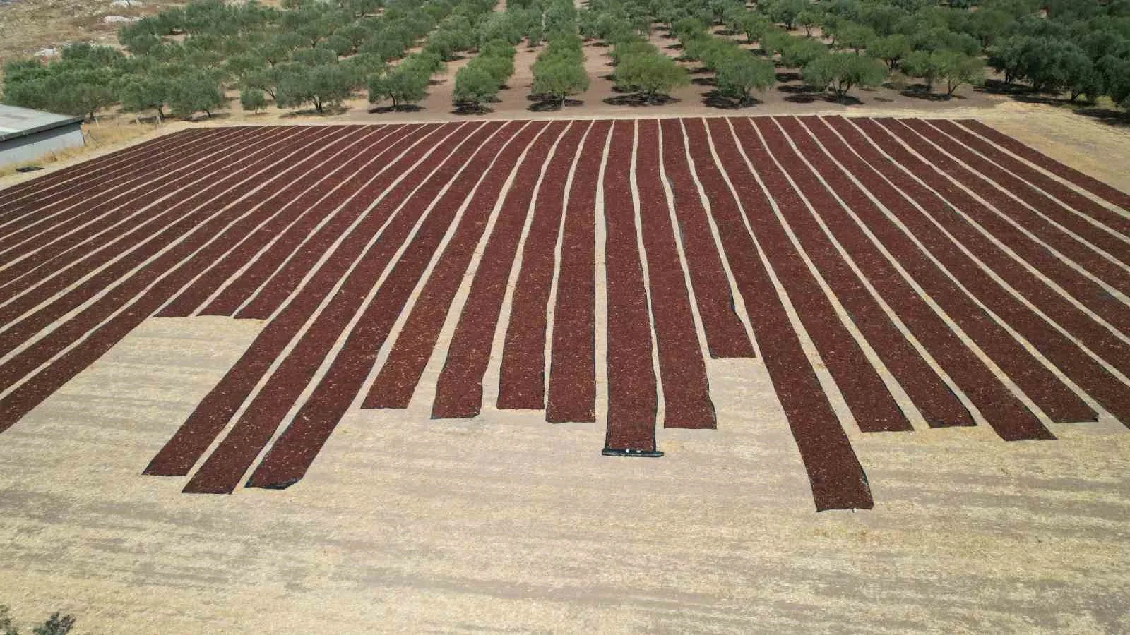 Manisa Ticaret Borsası tarafından yapılan Avrupa Birliği coğrafi işaret başvurusuyla,