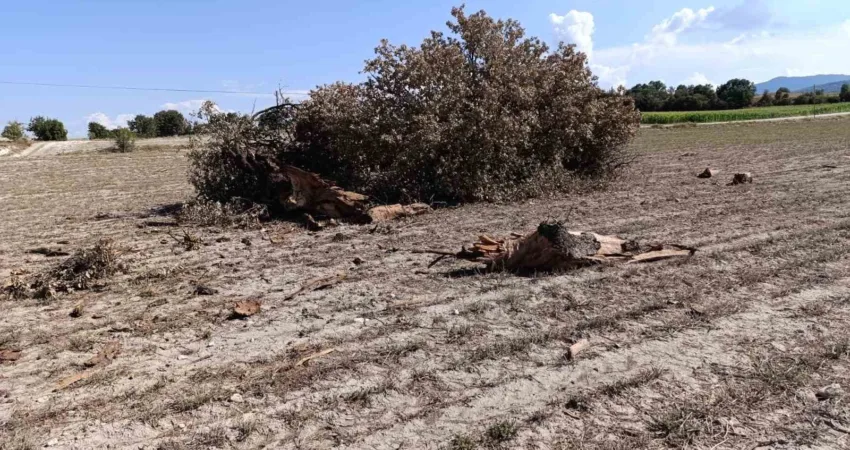 Yıldırım düşen asırlık ağaç paramparça oldu Denizli’nin Buldan ilçesinde bir araziye düşen yıldırım, asırlık meşe ağacını