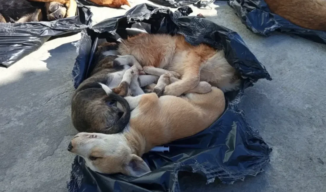 Sokakta yaşayan hayvanların katledilmesinin önünü açan yasanın Meclis’ten geçmesinin ardından