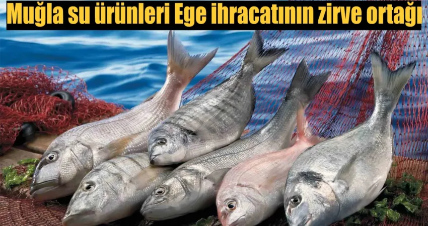 Muğla su ürünleri Ege ihracatının zirve ortağı Türkiye’nin su ürünleri ve hayvansal mamüller ihracatında ile sırada yer