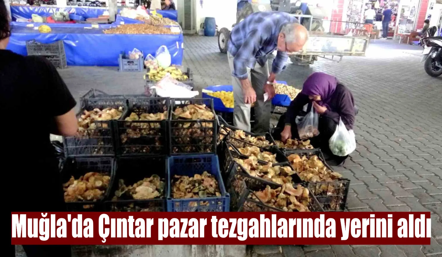 Muğla’nın Menteşe ilçesinde kurulan köy pazarında doğal mantar olan çıntarlar