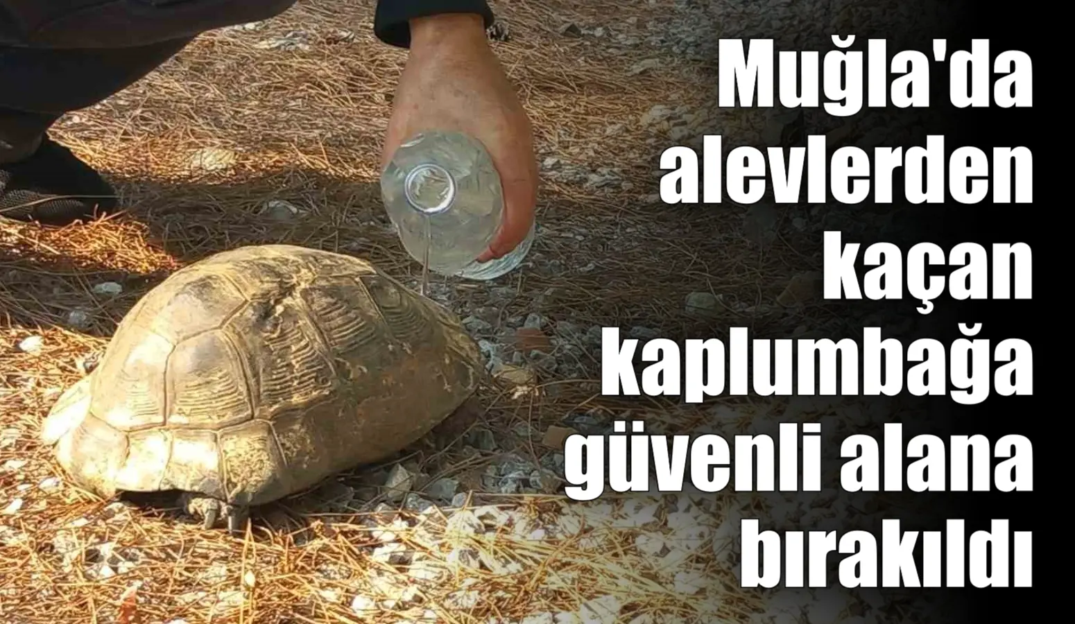 Muğla’nın Dalaman ilçesinde çıkan orman yangını doğal hayatı olumsuz etkilerken,