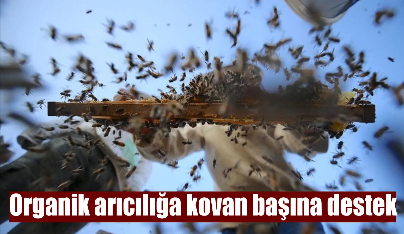 Organik arı yetiştiricilerine kovan başına 50 lira destek ödemesi yapılacak.