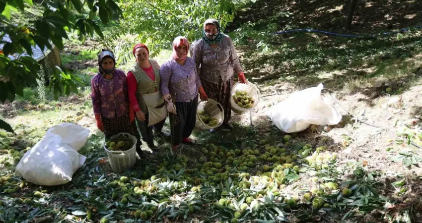 Kestane üretiminde Türkiye’de söz sahibi olan Aydın dağlarında üreticileri hasat