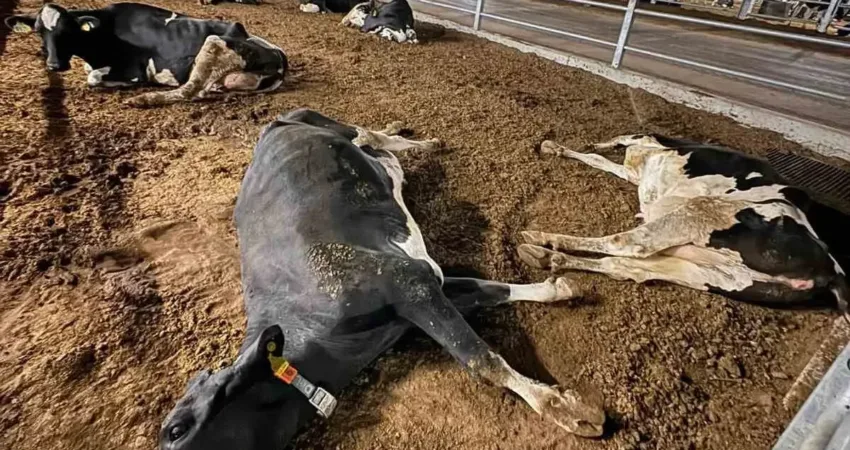 Denizli’nin Tavas ilçesinde yüzlerce hayvanın bulunduğu besihanede aniden fenalaşan 100’den