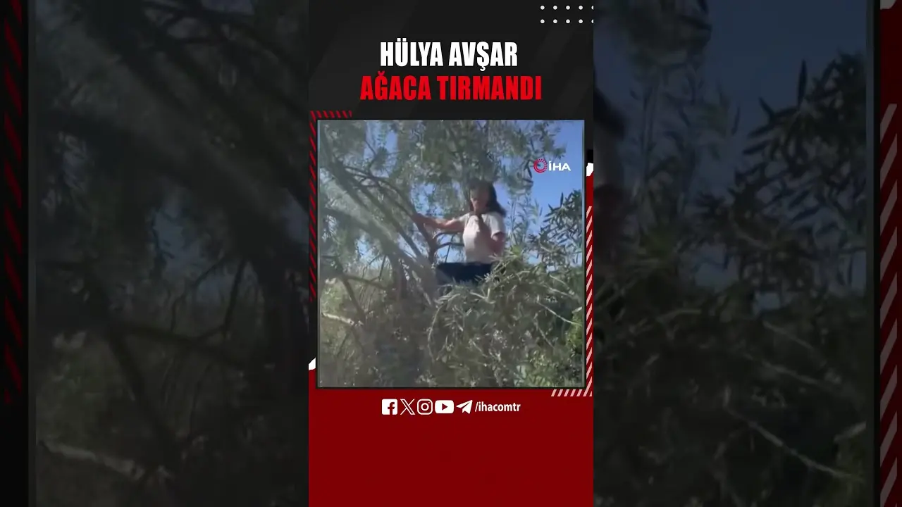 Balıkesir’in Ayvalık ilçesinde Hülya Avşar evinin bahçesindeki zeytin ağacında hasat