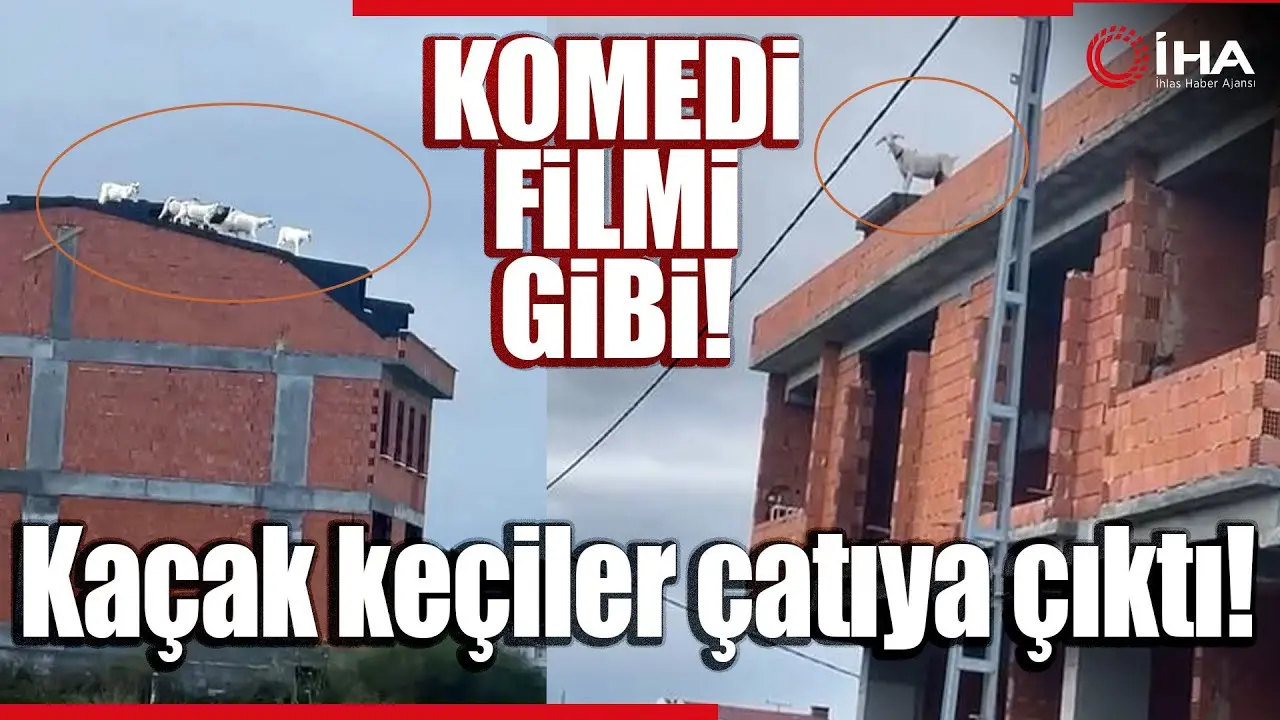 İstanbul Arnavutköy’de sahibinden kaçan keçiler inşaat halindeki bir binanın çatısına