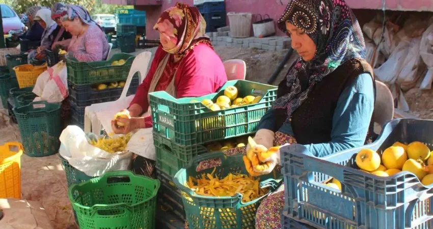 Manisa’da şifa kaynağı cennet hurmasına talep artıyor Manisa’nın Alaşehir ilçesinde hasadı yapılarak özel seralarda kurumaya bırakılan şifa