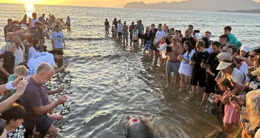 Muğla’nın Ortaca ilçesinde dünyaca ünlü Dalyan Mahallesi İztuzu Plajı’nda bulunan