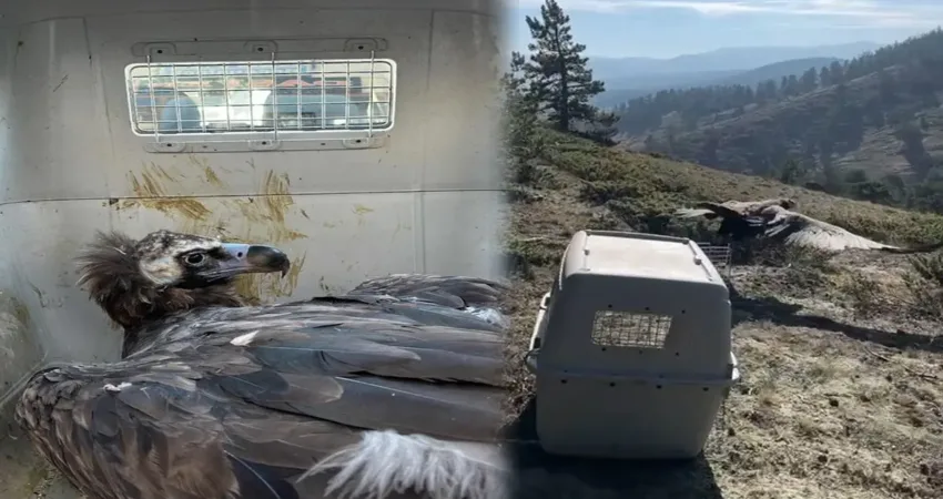 Bolu’da bunalıma girdiği tespit edilen akbaba, karanlık odalarda rehabilite edilerek