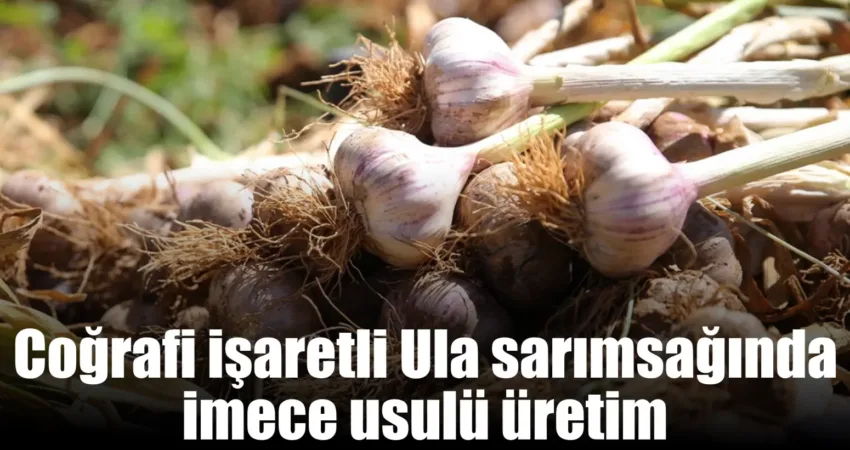 Muğla İl Tarım ve Orman Müdürlüğü’nün geçtiğimiz yıl başlattığı Muğla’nın