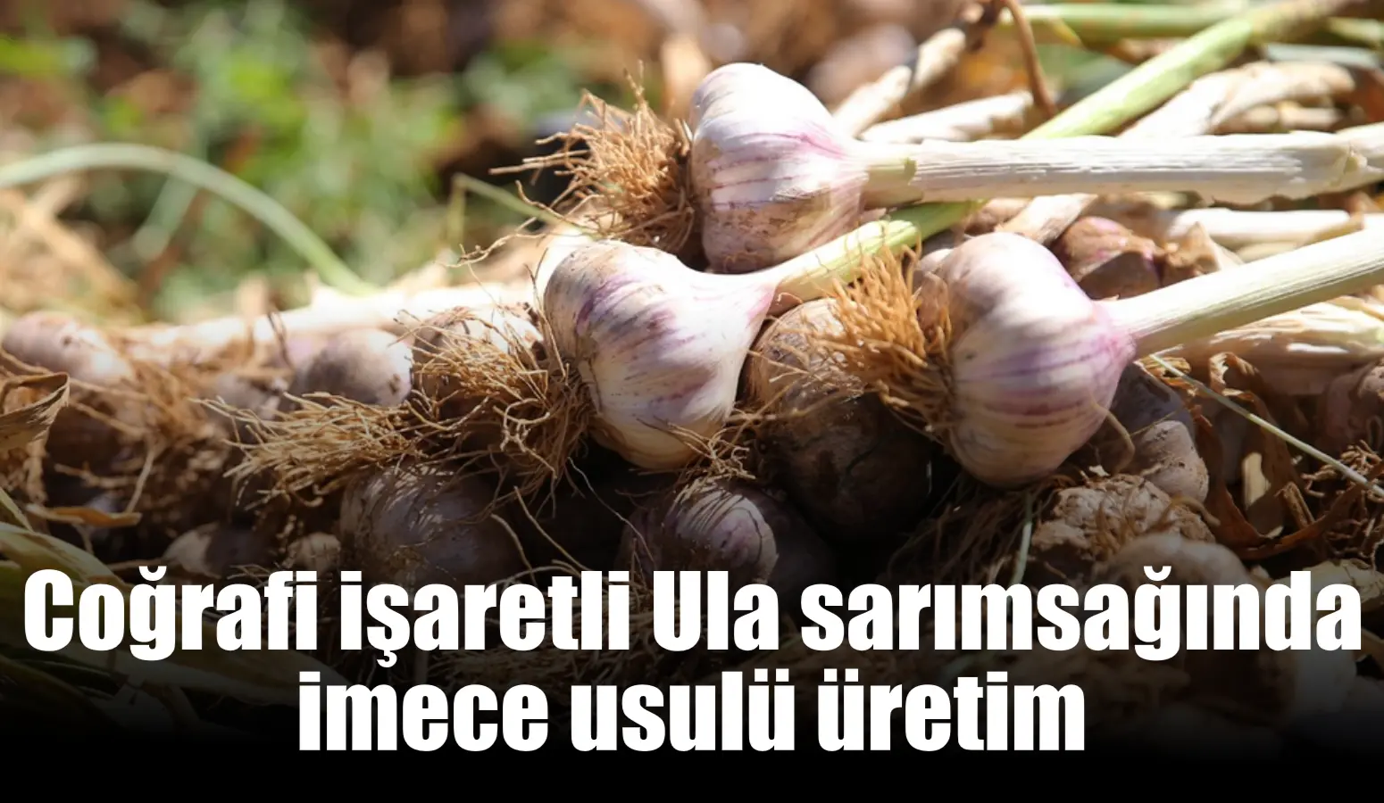 Muğla İl Tarım ve Orman Müdürlüğü’nün geçtiğimiz yıl başlattığı Muğla’nın