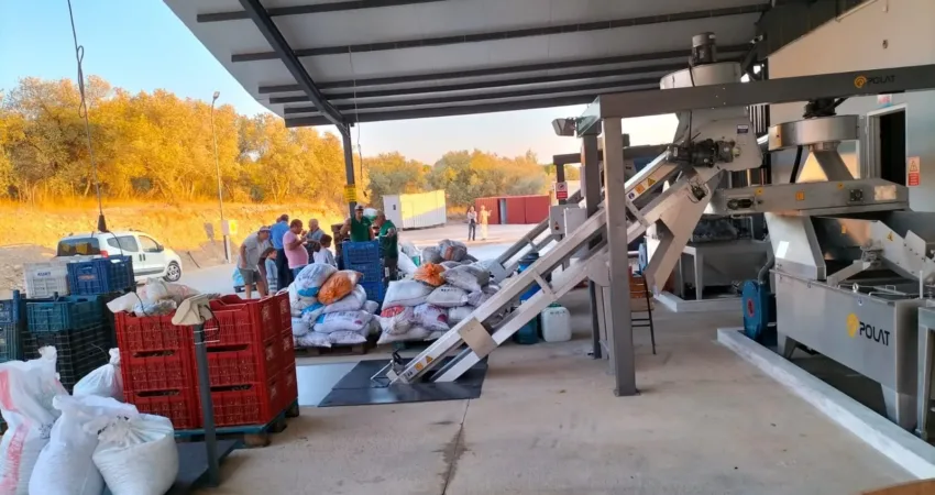 Köyceğiz’de zeytinyağı mesaisi başladı Muğla’nın Köyceğiz ilçesinde yağlık ve sofralık zeytin hasadına başlanmasıyla birlikte