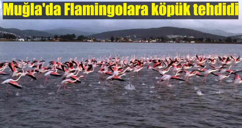 Muğla’da Flamingolara köpük tehdidi Muğla'nın Milas ilçesine 20 kilometre uzaklıktaki Boğaziçi Mahallesi'nde flamingo ve