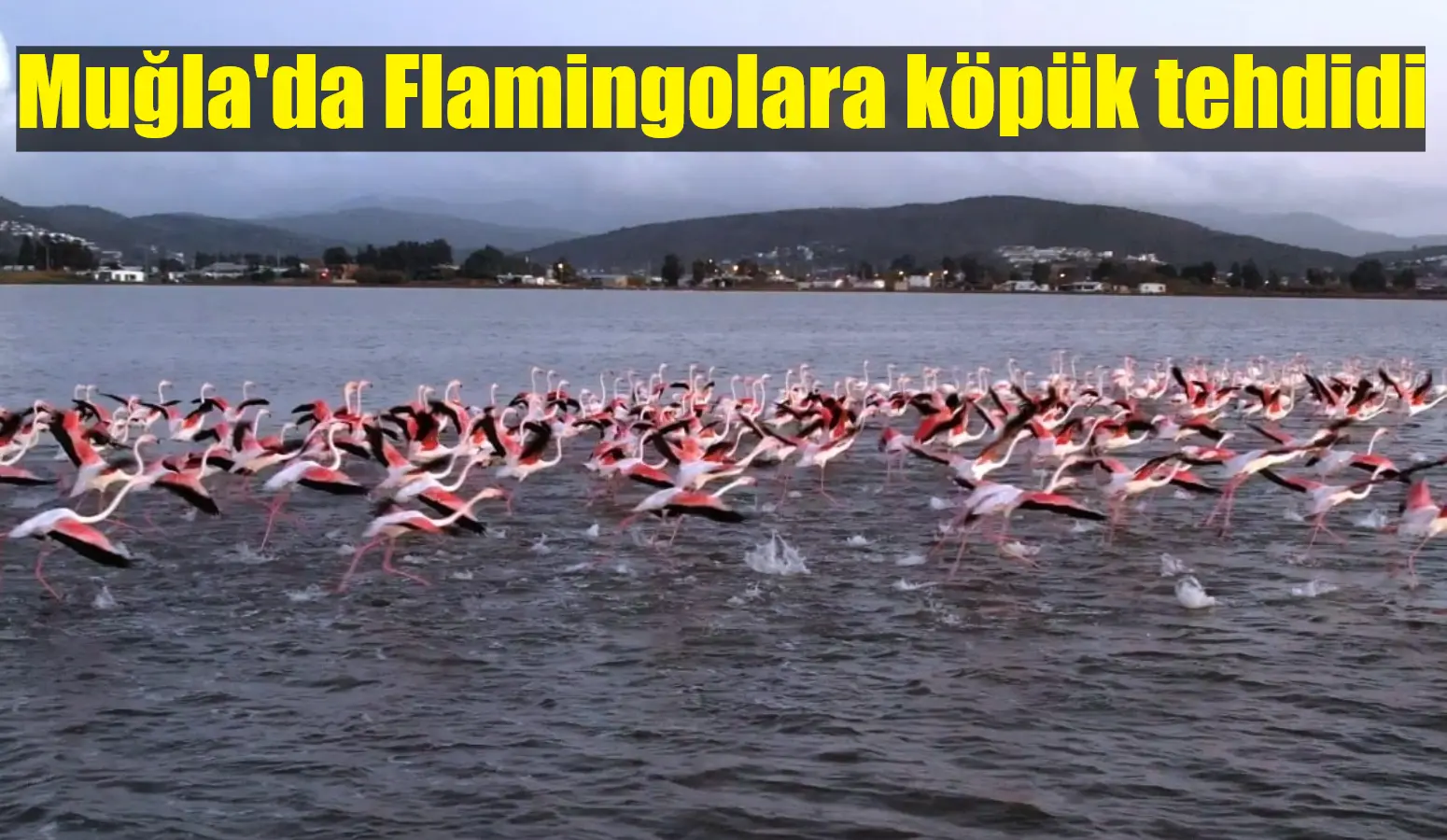 Muğla'nın Milas ilçesine 20 kilometre uzaklıktaki Boğaziçi Mahallesi'nde flamingo ve