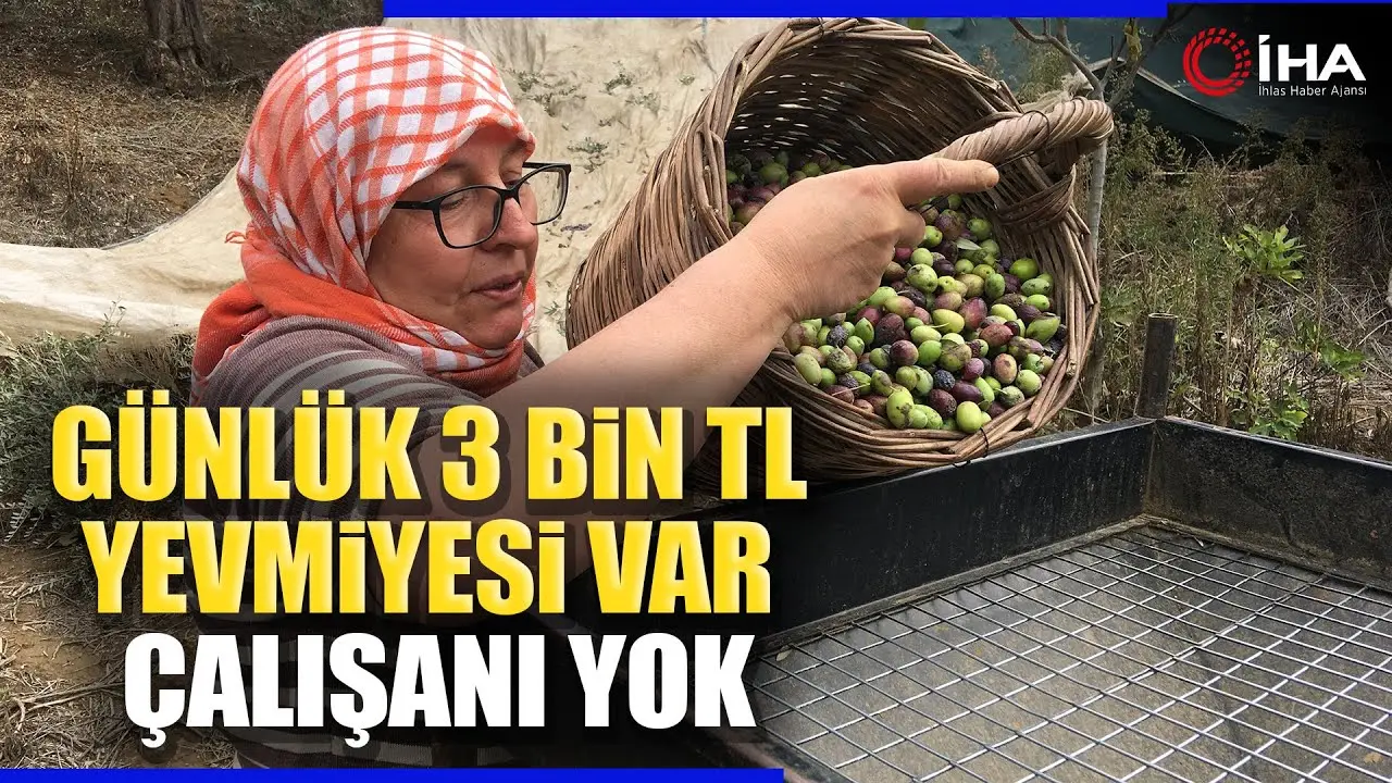 Aydın’ın Germencik ilçesinde zeytin hasadı yapan Esma Doğan, günlük 3